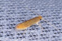 Phyllonorycter messaniella