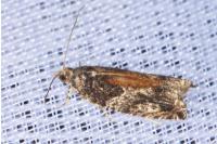 Epinotia nisella