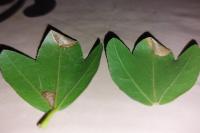 Caloptilia