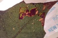 Ectoedemia heringella