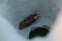 Agonopterix liturosa