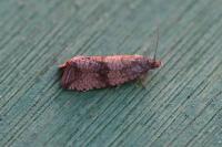 Celypha striana