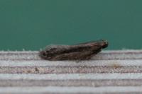 Mirificarma mulinella