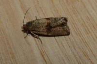 Celypha striana