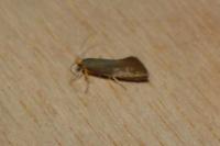 Crassa unitella