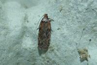 Depressaria