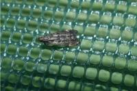 Dichomeris alacella