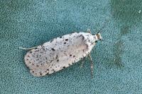 Agonopterix adspersella