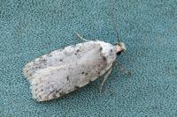 Agonopterix adspersella