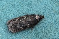 Depressaria