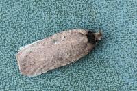 Agonopterix scopariella