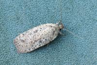 Agonopterix scopariella