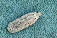 Agonopterix nodiflorella