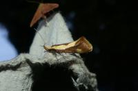 Harpella forficella