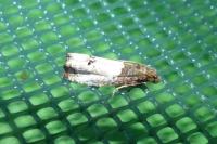 Notocelia roborana