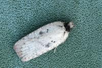 Agonopterix