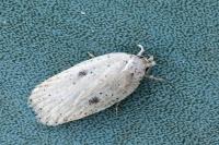 Agonopterix yeatiana