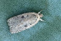 Agonopterix scopariella