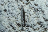 Ethmia bipunctella