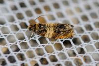 Celypha aurofasciana