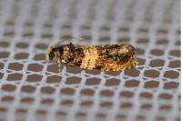 Celypha aurofasciana