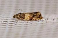 Celypha aurofasciana