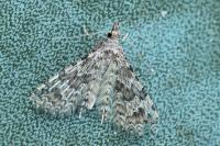 Alucita hexadactyla