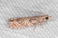 Acroclita subsequana