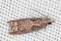 Acroclita subsequana