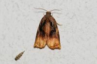 Archips podana