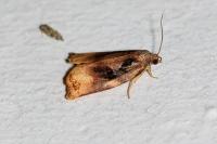Archips podana