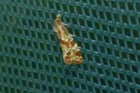 Aethes hartmanniana