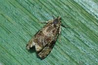 Celypha lacunana