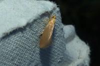 Crassa tinctella