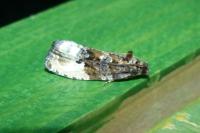 Hedya nubiferana