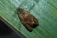 Ptycholoma lecheana