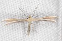 Merrifieldia malacodactyla