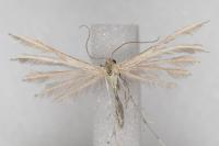 Merrifieldia malacodactyla