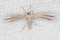 Merrifieldia malacodactyla