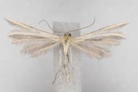 Merrifieldia malacodactyla