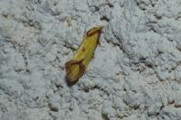 Agapeta zoegana