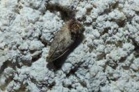 Cydia splendana