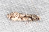 Nemapogon variatellus