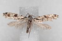 Nemapogon variatellus