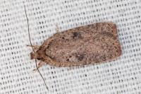 Agonopterix scopariella