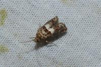 Epiblema costipunctana
