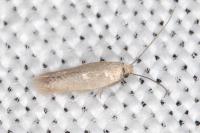 Phyllobrostis fregenella