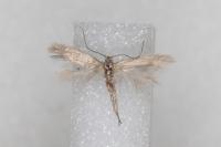 Phyllobrostis fregenella