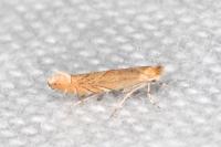 Phyllonorycter messaniella