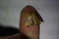 Apoda limacodes